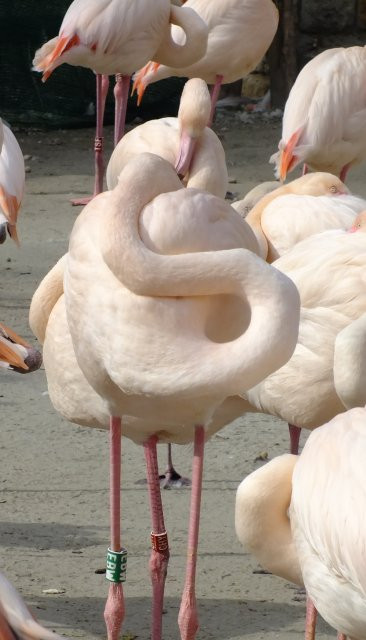 B-állat-és-növénykert- flamingó-nyaktekercs