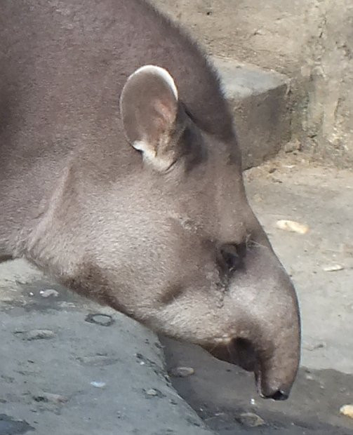 B-állat-és-növénykert- tapír-portré