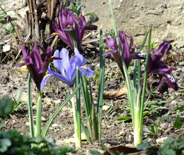 B-állat-és-növénykert- tavaszi virágok