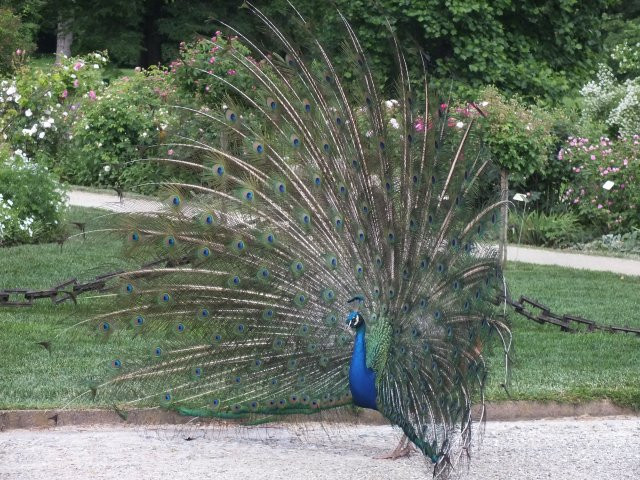 Graz-Eggenberg - kastélypark páva