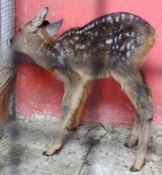 Gyöngyösi állatkert - bambi