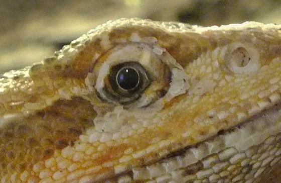 Gyöngyösi állatkert - minisárkány szeme