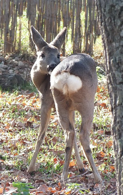 Hortobágy - szafari - bambi