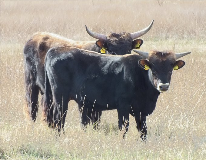 Hortobágy - szafari - őstulok2