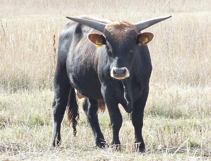 Hortobágy - szafari - őstulok-bika