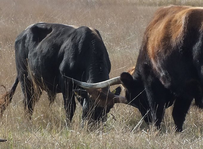 Hortobágy - szafari - őstulokharc