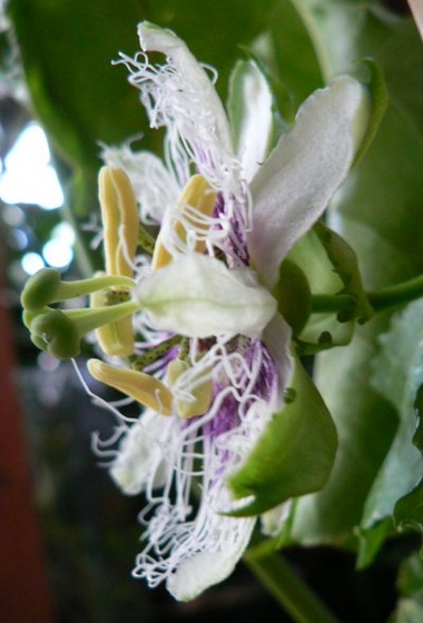 passiflora edulis virága