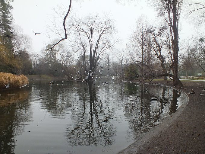 Bécs - stadtpark tó1