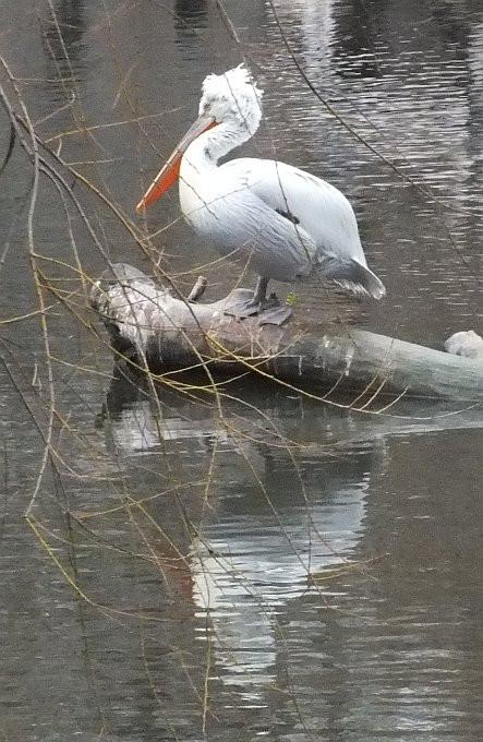 bp-állatkert - pelikán