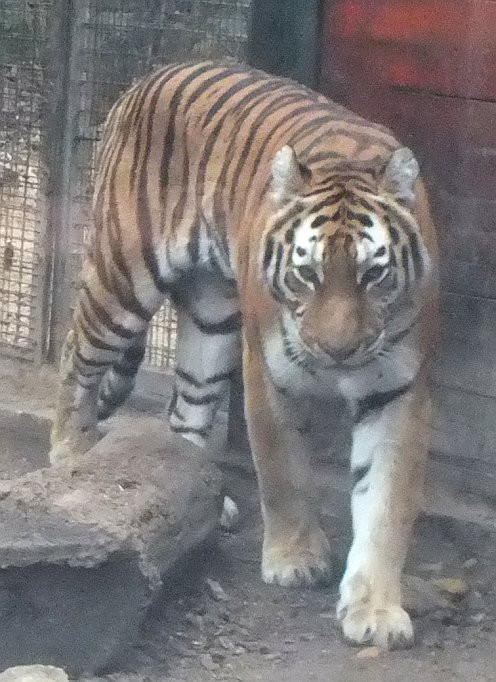 bp-állatkert - tigris
