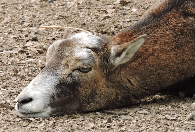 Budakeszi vadaspark muflon-szieszta