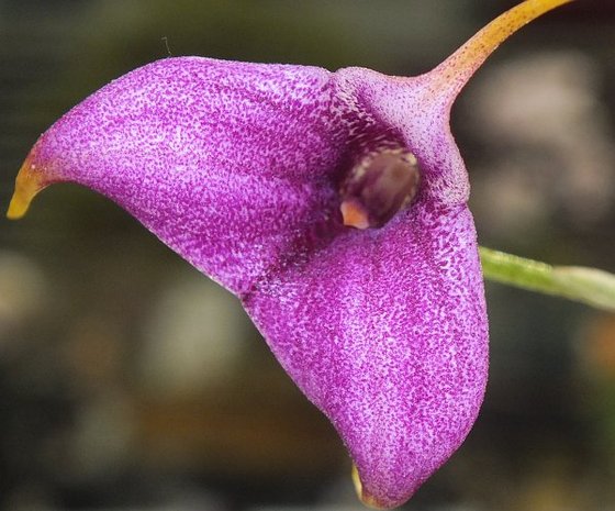 Garden-orchidea 5