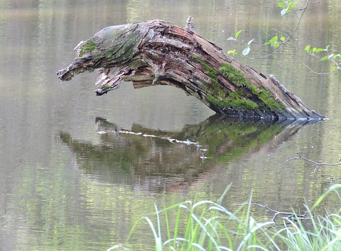 Harapós fatörzs ----Alcsúti arborétum - fa-krokodil