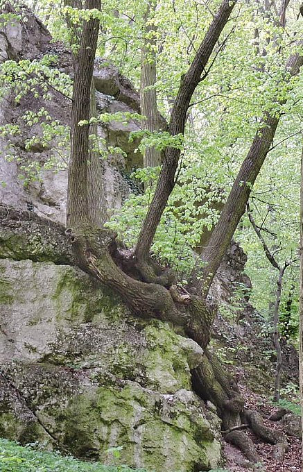 Csókakő - gyökerek