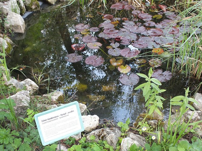 Gödöllő-botanikus kert - tó