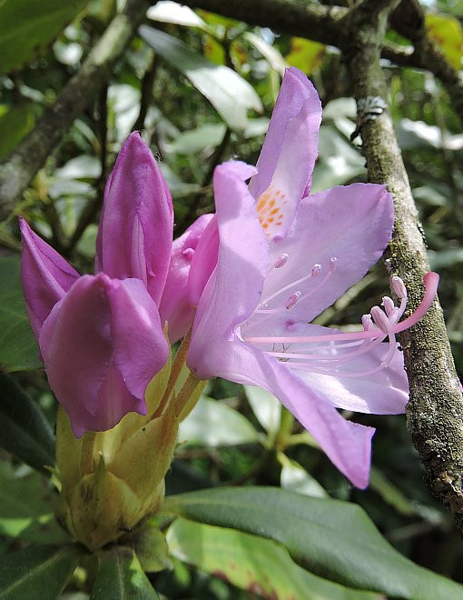 Budafapuszta arborétum - azálea1