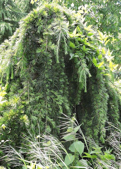 Budafapuszta arborétum - csüngőfenyőféle