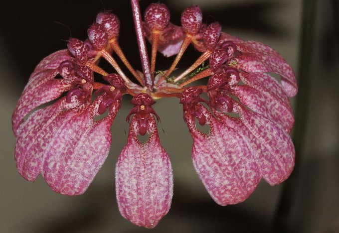 Budapest-Vajdahunyadvár - Orchideakiállítás - 8