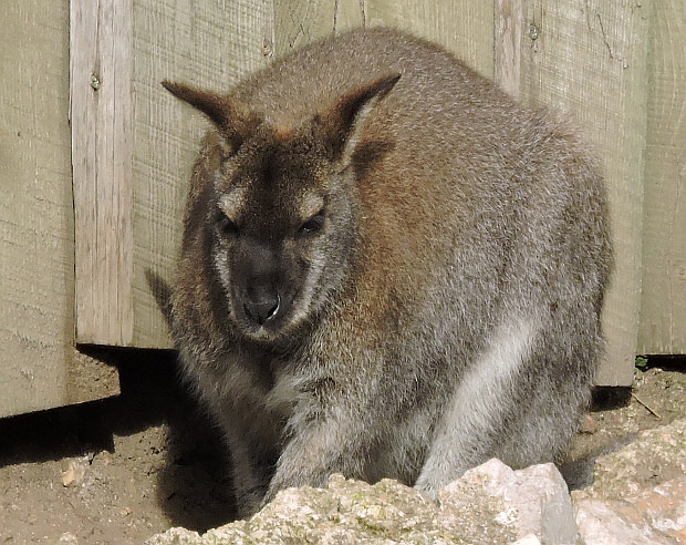 Veszprém - állatkert - kenguru