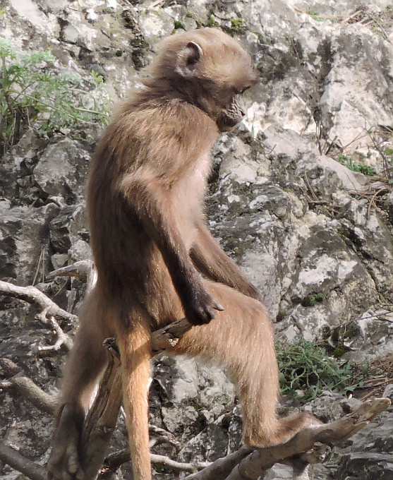 Veszprém - állatkert - majom2