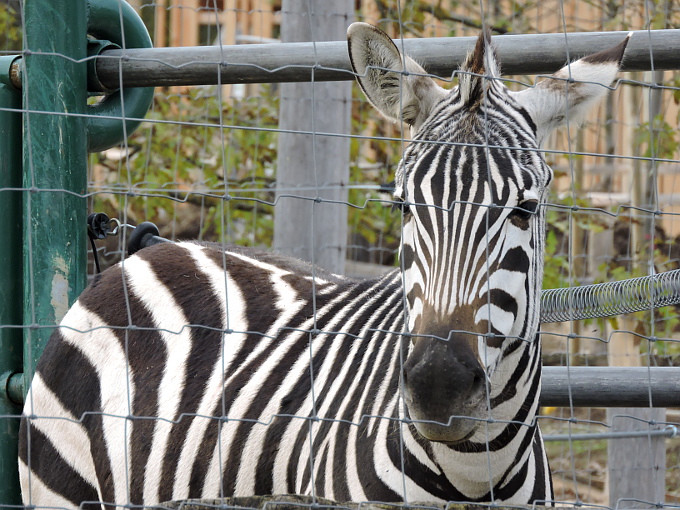 Veszprém - állatkert - zebra