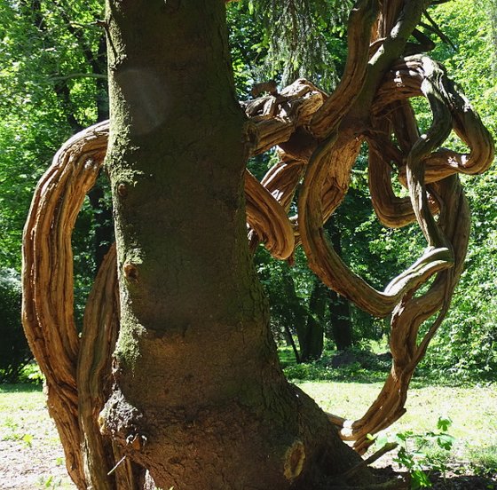 Szombathely-kámoni arborétum - absztrakt