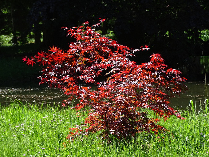 Szombathely-kámoni arborétum - cserje-ellenf