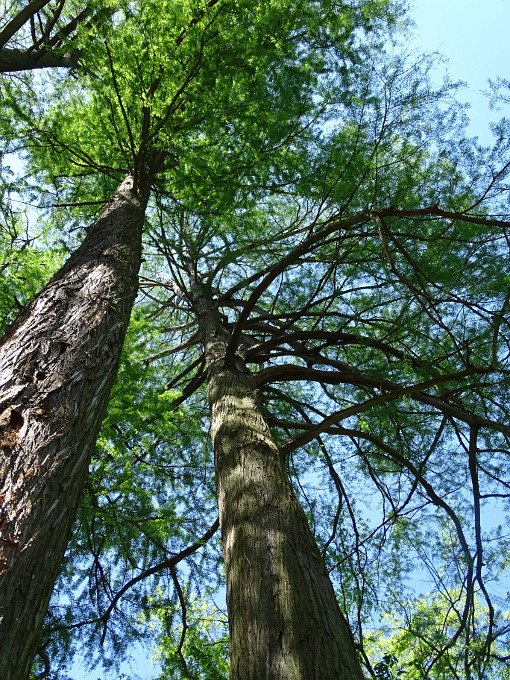 Szombathely-kámoni arborétum - faóriás