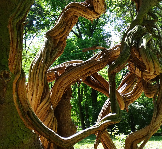 Szombathely-kámoni arborétum - kompozíció