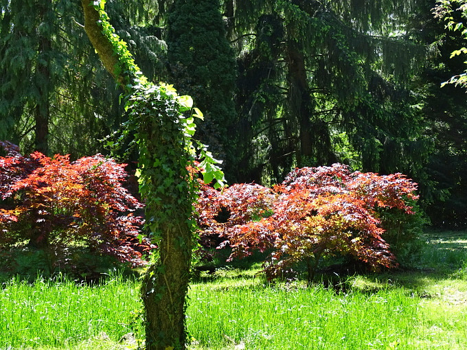 Szombathely-kámoni arborétum - park12