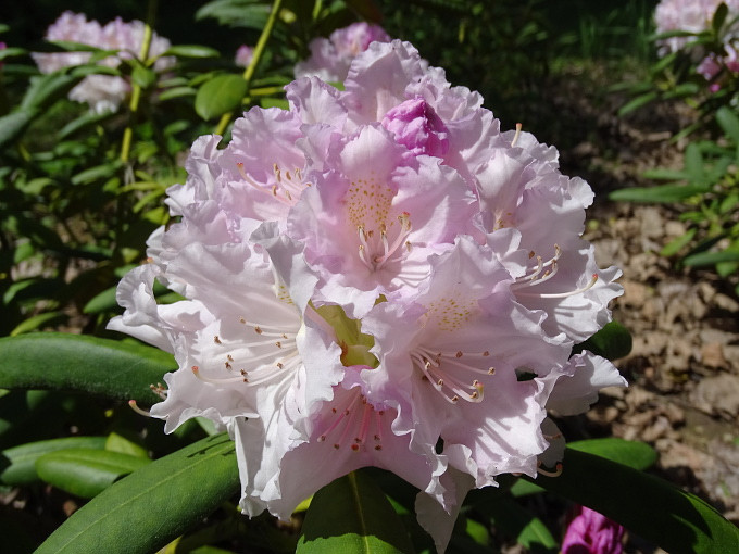 Szombathely-kámoni arborétum - rhodo7