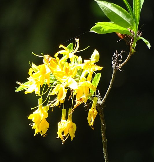 Szombathely-kámoni arborétum - rhodo15