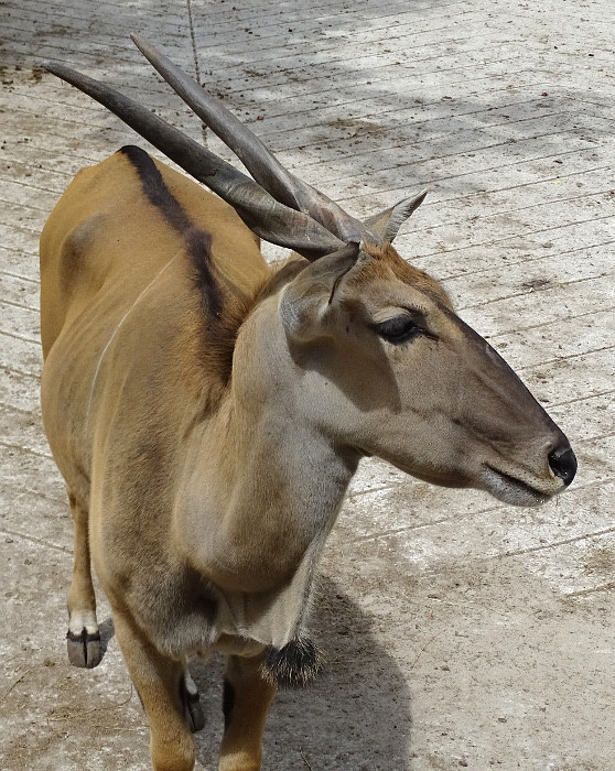 DEBRECEN - zoo 43