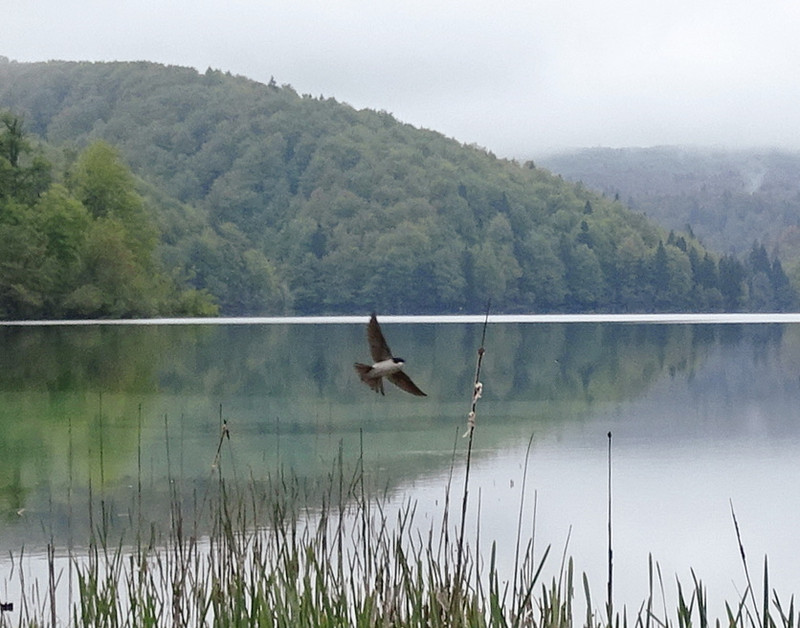 Plitvice - felsőtavak 6-fecske