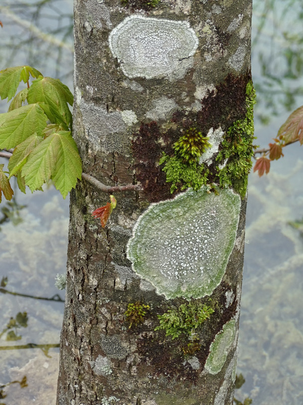 Plitvice - növény fatörzs