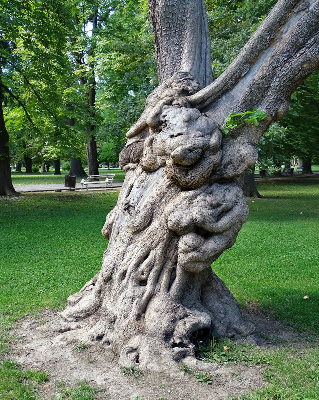 Maribor - Mestni park 3-fatörzs