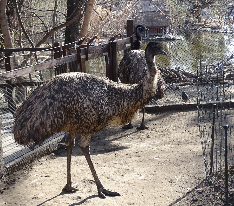 Bp- állatkert - emu 1