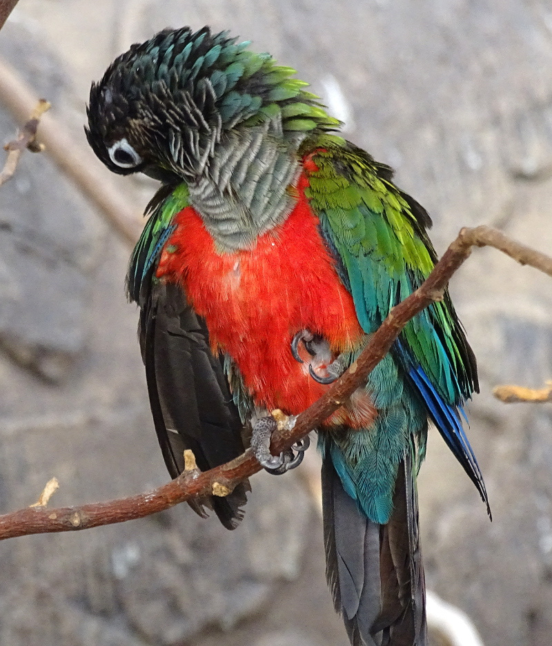 Bp- állatkert - papagáj 1