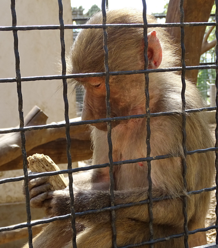 PÉCS - állatkert - majom 2
