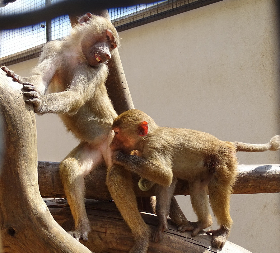 PÉCS - állatkert - majom 3