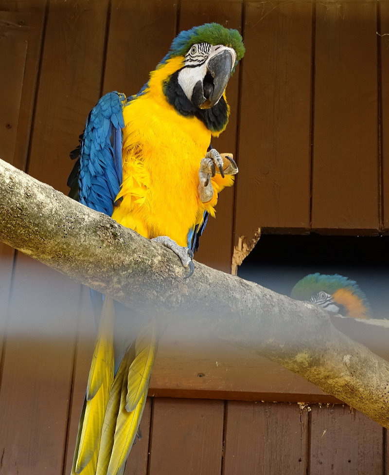 PÉCS - állatkert - papagáj 3