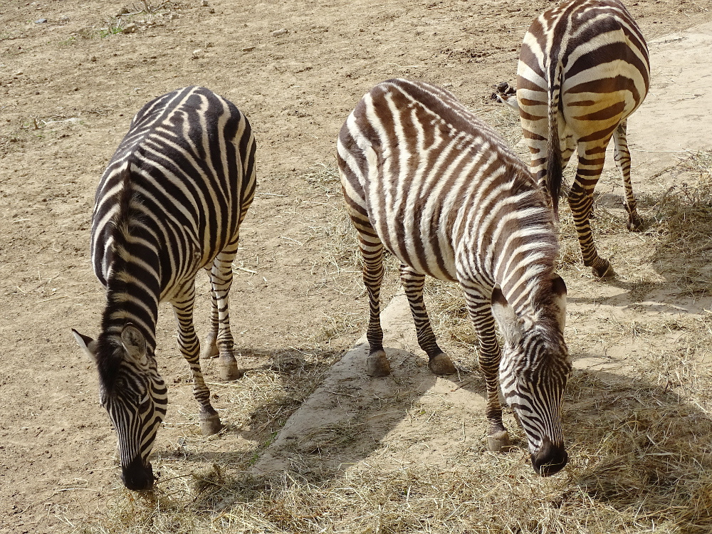 PÉCS - állatkert - zebra