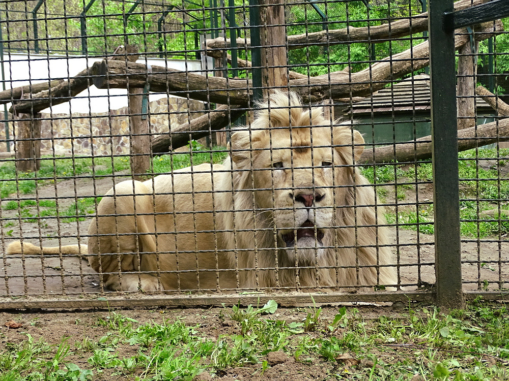 Nyíregyháza - zoo - 52