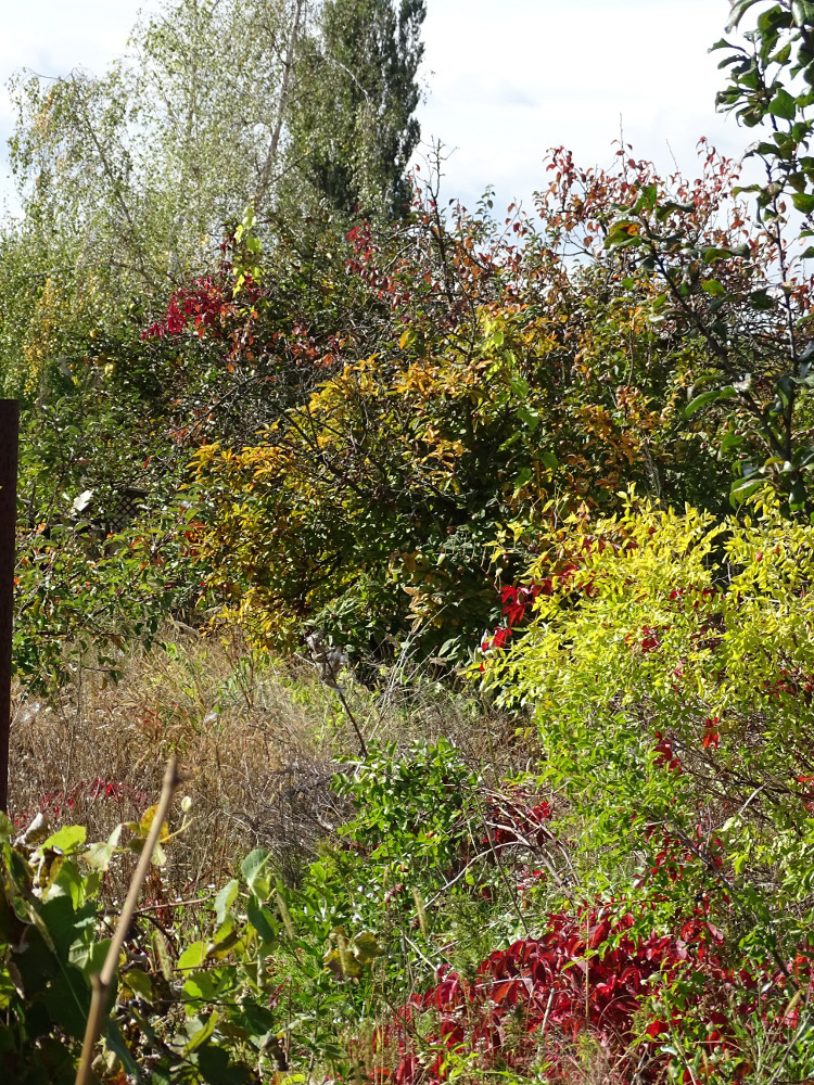 Szada - ősz a kertben 1