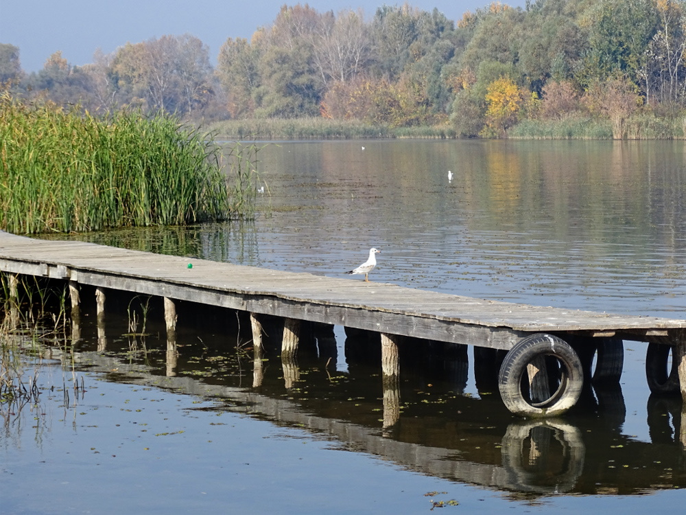 Tiszafüred -Tisza-tó 12