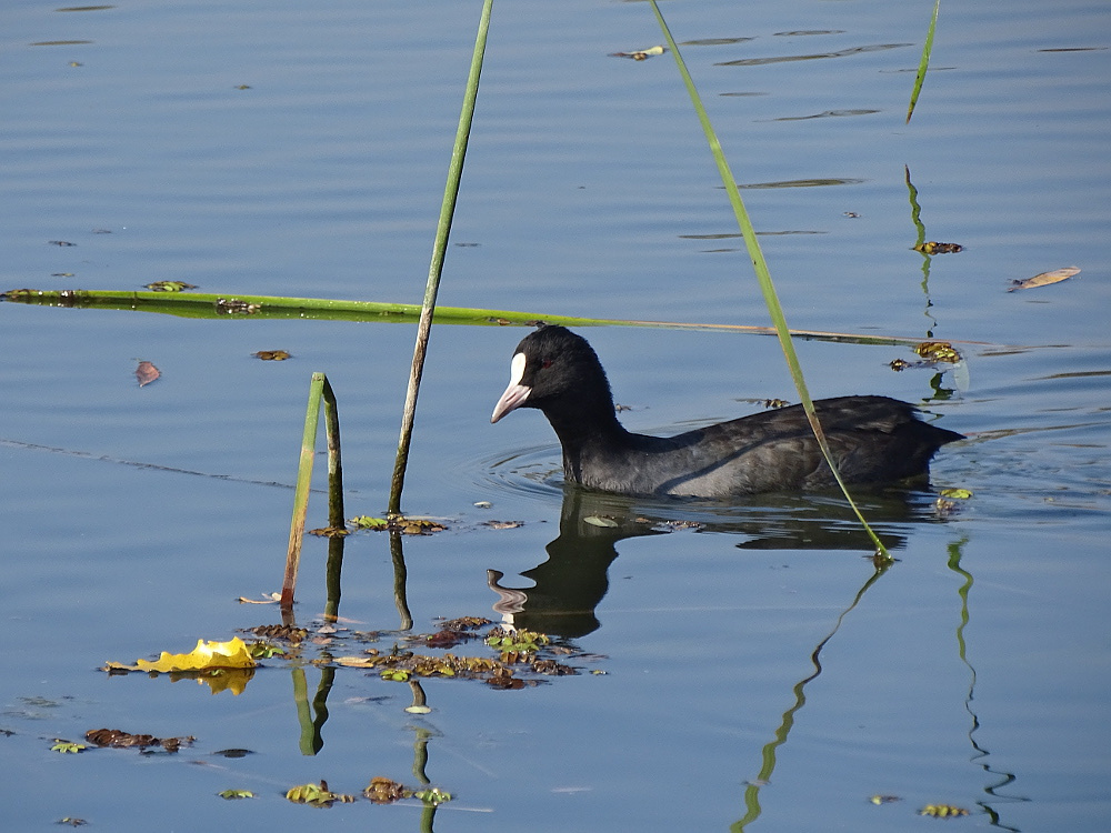 Tiszafüred -Tisza-tó 25