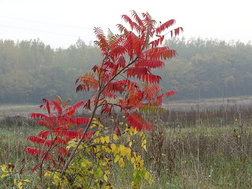 Szada - őszi színek