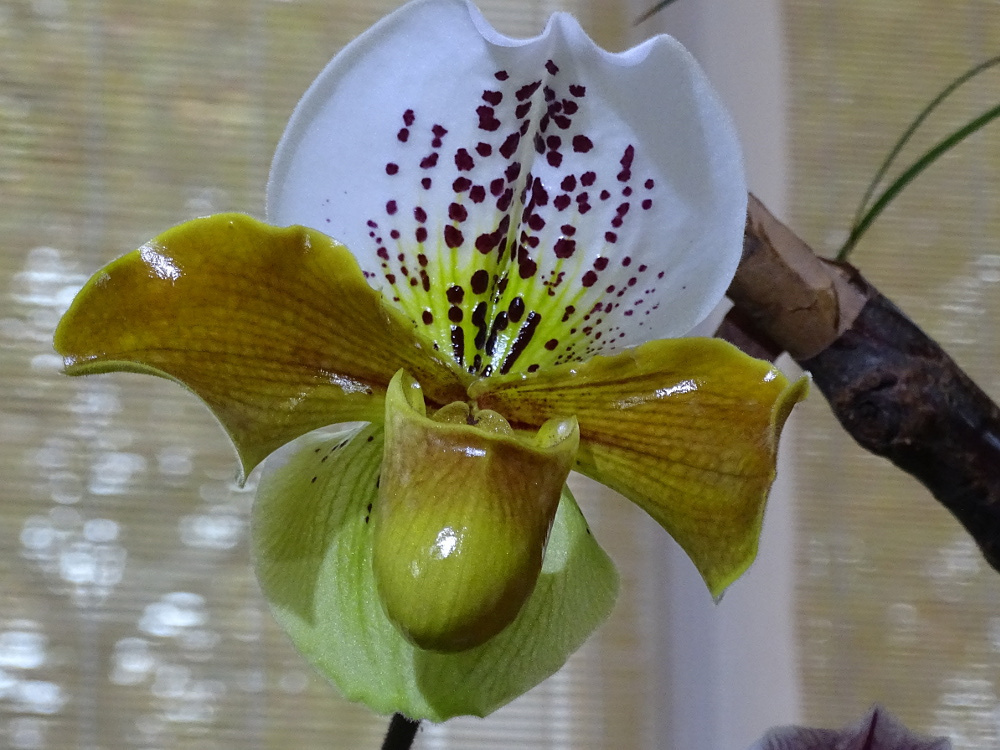 Orchidea 42