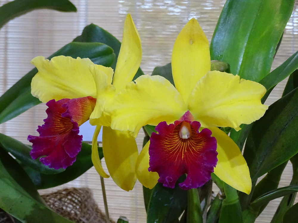 Orchidea 43