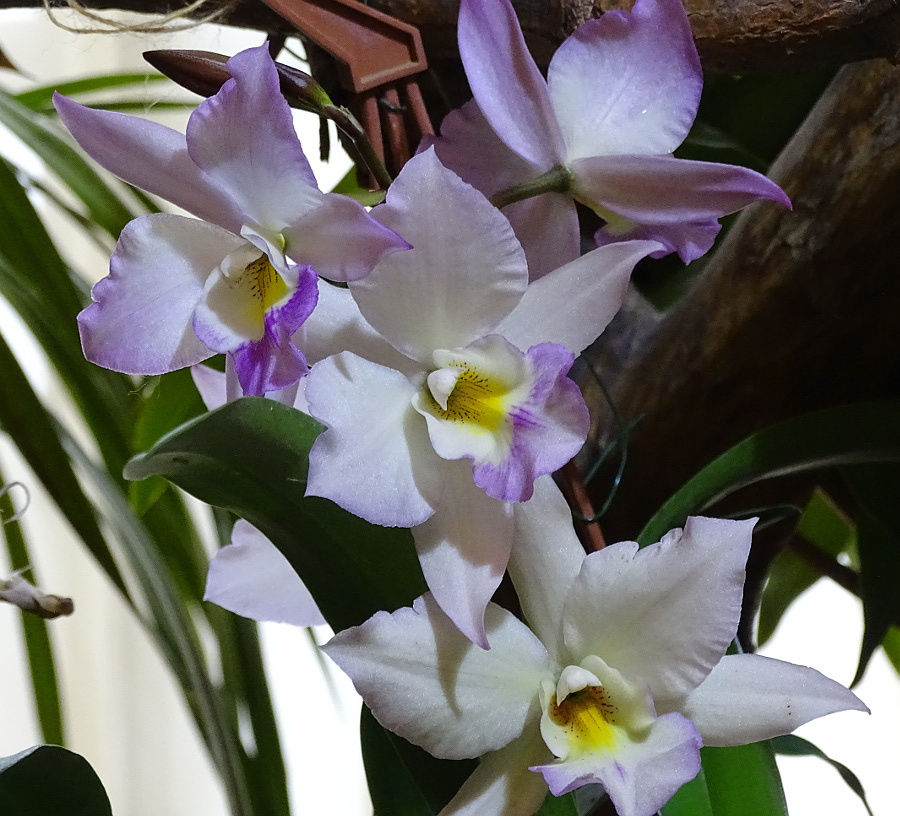 Orchidea 62